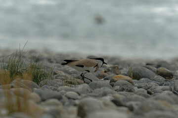River lapwing on the beach