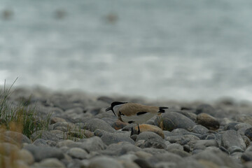 River lapwing on the beach