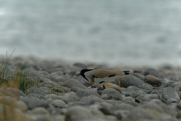 River lapwing on the beach