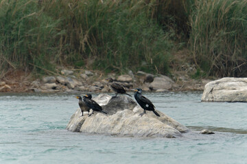 Fototapeta premium Cormorants on the river