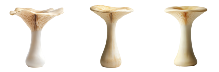 Set of king oyster mushrooms with long stems and smooth caps isolated on a white or transparent background.