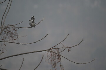Crested kingfisher on the branch
