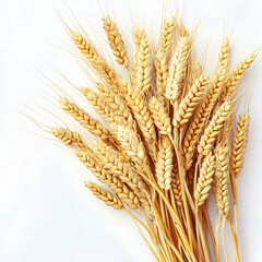 Golden wheat stalks on white background; harvest