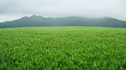 Lush green grass field at the foot of misty mountains. Wide shot.  Possible use nature background