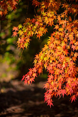 紅葉