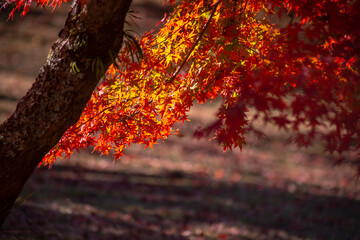 紅葉