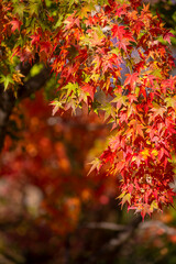 紅葉