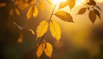 Obraz premium Close-up of golden autumn leaves illuminated by soft sunlight