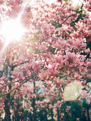 Magnolia Tree in New Orleans