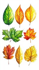 Illustrations of various leaves in different colors and shapes.