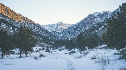 Serene winter landscape showcasing snow-covered mountains and pine trees under a clear sky