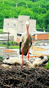 Stork City, where storks nest peacefully among homes, coexisting with locals.
📍Dareh Tefe, Marivan - Kurdistan  