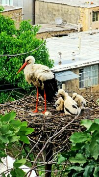 Stork City, where storks nest peacefully among homes, coexisting with locals.
📍Dareh Tefe, Marivan - Kurdistan  
