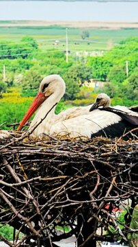 Stork City, where storks nest peacefully among homes, coexisting with locals.
📍Dareh Tefe, Marivan - Kurdistan  