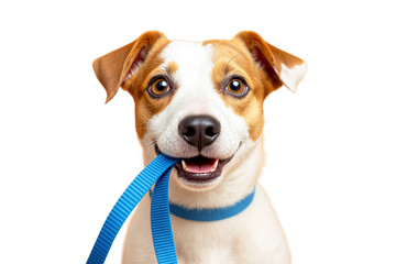 Cute Jack Russell Terrier dog with brown and white fur holding a blue leash in its mouth, wearing a matching collar, isolated on white background. Ai generative