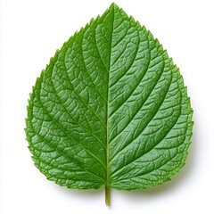 Obraz premium Closeup Green Leaf On White Background