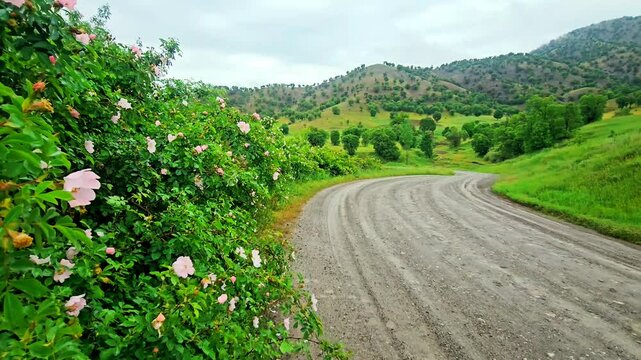Wildflowers bloom vibrantly along a rustic dirt road, framed by rolling hills, capturing the charm of rural countryside life.
📍Marivan, Kurdistan 