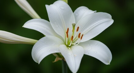 Fototapeta premium Elegant white lily with delicate water droplets reflecting pure light