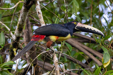 toucan on a branch © Raphael