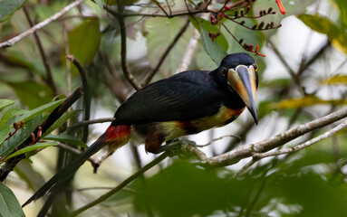 toucan on a branch © Raphael