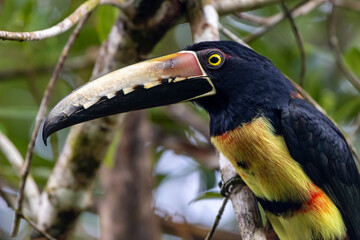 toucan on a branch © Raphael
