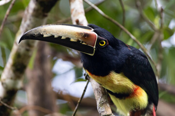 toucan on a tree © Raphael