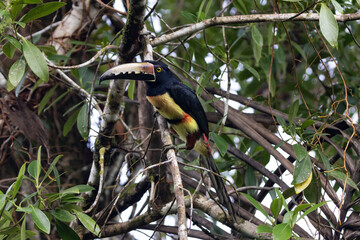 toucan on a branch © Raphael