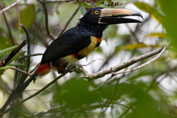 toucan on a branch
