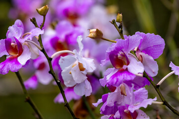close up of orchid flowers