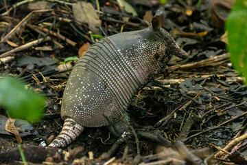 Fototapeta premium Nine banded armadillo