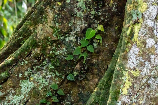 green moss on tree