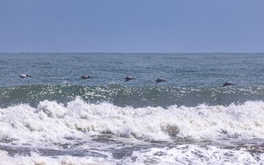 Pelicans on the beach