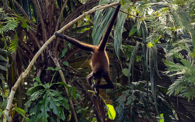 Spider monkey
