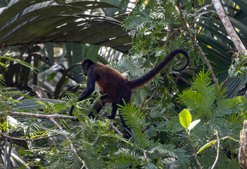 Obraz premium Spider monkey