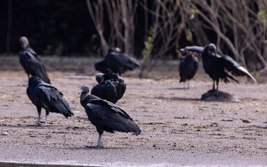 American black vultures