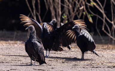 Obraz premium American black vultures