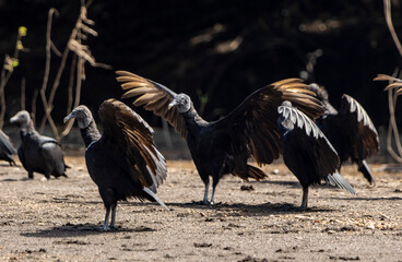 American black vultures