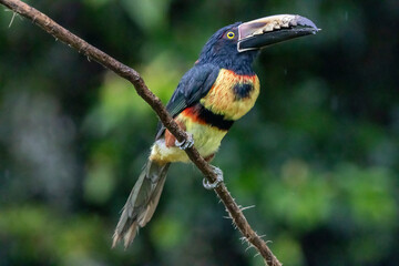 Aracari Toucan