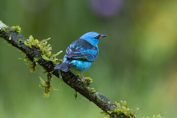 Blue Dacnis