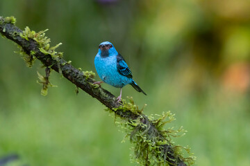Obraz premium Blue Dacnis