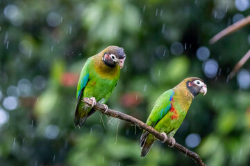 Brown-Hooded Parrot