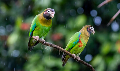 Brown-Hooded Parrot