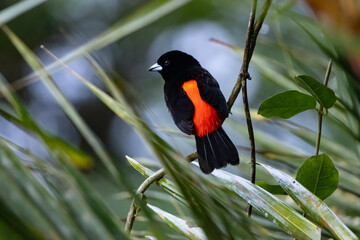 Passerini's Tanager