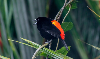 Passerini's Tanager