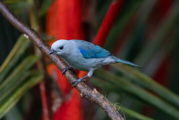 Blue Tanager