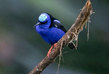 Honeycreeper