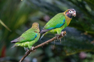 Brown-Hooded Parrot