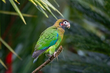 Brown-Hooded Parrot