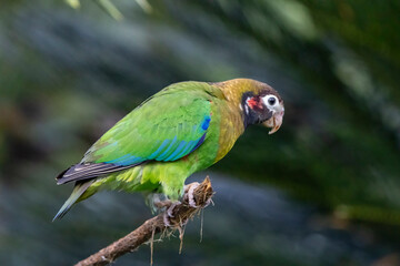 Brown-Hooded Parrot