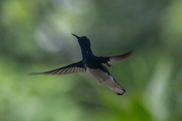 Fototapeta premium hummingbird in flight